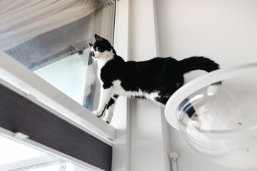 A black and white cat stands on a shelf and looks out the window © Nataliya