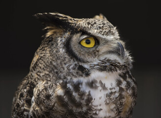 Eurasian Eagle Owl in canada