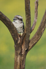 A portrait of a Laughing Kookaburra on a branch
