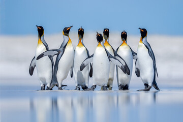 King Penguin at Volunteer Point, Falkland Island