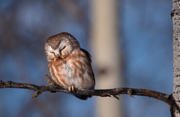 Eurasian Eagle Owl in canada