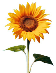 Obraz premium PNG Sun flower against a clear sky sunflower nature plant.