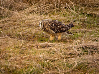 Eurasian Eagle Owl in canada