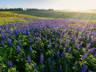Fototapeta premium Sunrise over a field of lupines