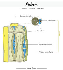 Phloem Structures and Elements illustration with text