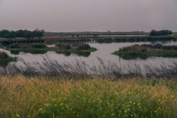 panoramic view in the Las Tablas de Daimiel national park, Castilla la Mancha, Spain.