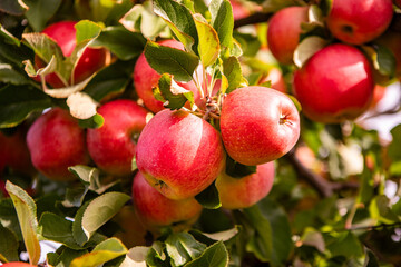 Ripe Red Apples on a Tree Branch in an Orchard