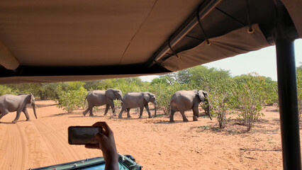 Safari Skyline At Chobe National Park In Kasane Botswana. African Animals Background. Wildlife Landscape. Chobe National Park At Kasane Botswana. Safari Scenery. Wild Scene.
