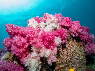 Fototapeta premium ocean reef coral seafan scuba diving fish solfcoral redcoral greedcoral openwater marine underwater plants