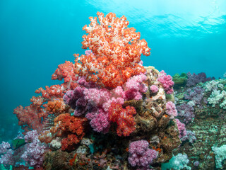 ocean reef coral seafan scuba diving fish solfcoral redcoral greedcoral openwater marine underwater plants