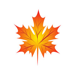 maple leaf illustration