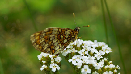 motyl przeplatka atalia