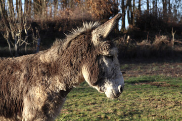 Fototapeta premium profil d'un âne