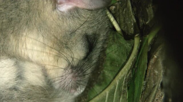 dormouse is sleeping in its nest in summertime