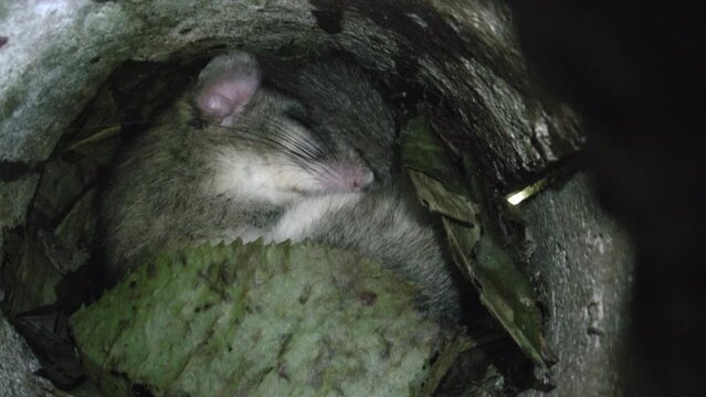 dormouse is sleeping in its nest in summertime
