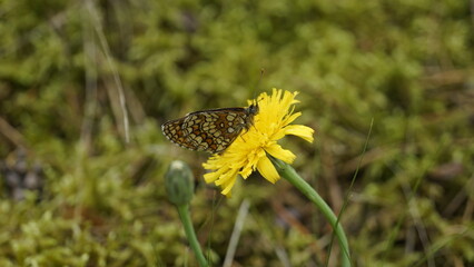 motyl przeplatka atalia © Mikołaj