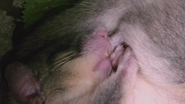 dormouse sleeps in its nest (close-up)