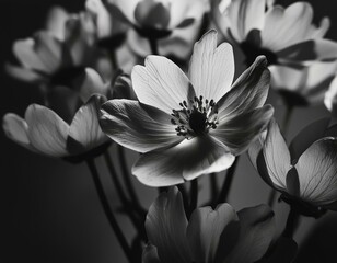 Background with contrasting black and white flowers in a minimalist style