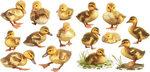 duckling watercolor clipart