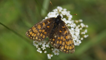 Motyl Przeplatka atalia