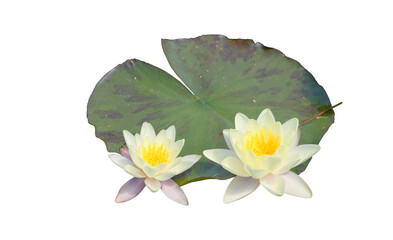 yellow water lily flowers with a green leave isolated on transparant background