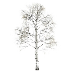 Realistic Birch Tree on White Background: Intricate Leaf and Bark Details