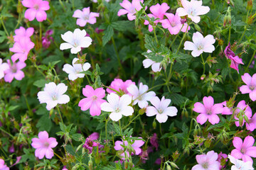 pink and white geranium flowers in macro