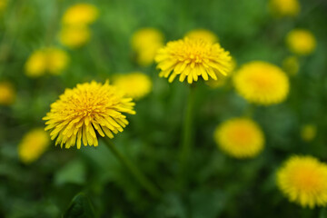 Spring green lawn with yellow dandelion flowers. Spring. Background