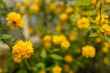 kerria japonica flowers in full bloom