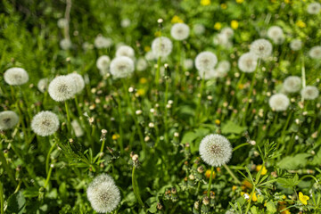 Dandelion bud seeds closeup over a fresh green background