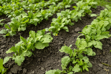 radish cultivation lines in the greenhouse, radish plants ready for harvesting in fertile soil