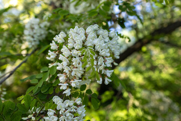 Acacia flowers, fragrant spring flowers