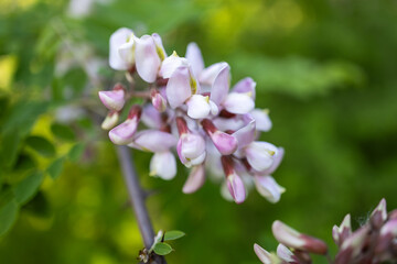 Pink Acacia tree blooming in the spring. Flowers branch with a green background. Pink acacia flowering, sunny day.