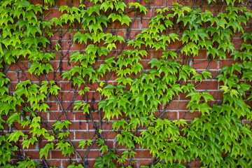 Background. Green ivy Leaves On Brick Wall