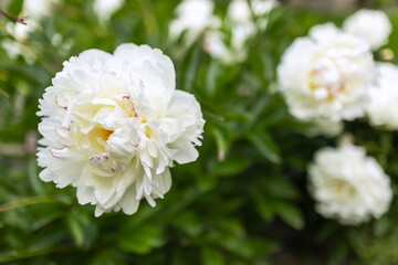 White double flower of Paeonia lactiflora cultivar Casablanca close-up. Flowering peony in garden