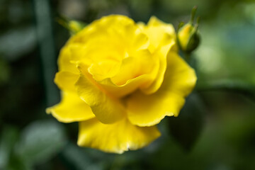 Apricot-yellow English shrub rose Rosa Crown Princess Margareta blooms in a garden in June