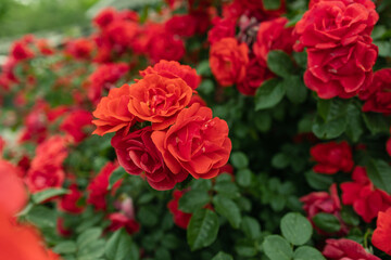 beautiful red roses bush in summer morning garden on bright summer day background