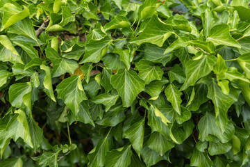 ivy scientific name Hedera plant useful as a background