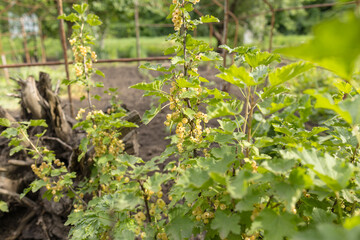 A farmer inspects a crop of ripening white currants. Gardening. Cultivation of white currants.