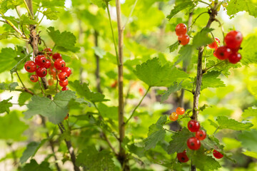 Branch of ripe red currant in a garden