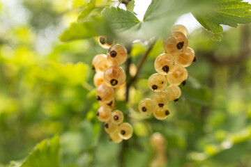 The berries of white currant growing in the garden