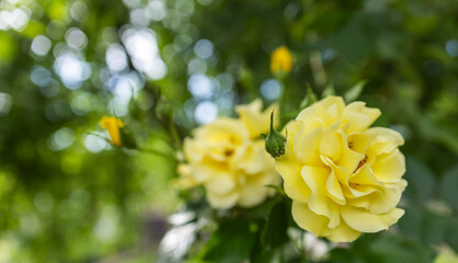 Beautiful bush of yellow roses in a spring garden. Rose garden.