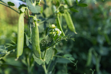 Young pea pods on a green pea plant. Pea pods ripening in the garden on sunny summer day. Beauty in nature