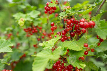 Red currant grows on a bush in garden. Ripe red currant close-up as background.