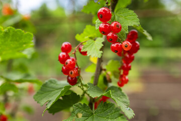 Red currant grows on a bush in garden. Ripe red currant close-up as background.