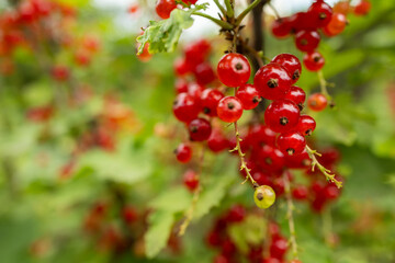 Red currant grows on a bush in garden. Ripe red currant close-up as background.