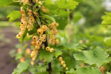 White currant at a branch in the garden close up.