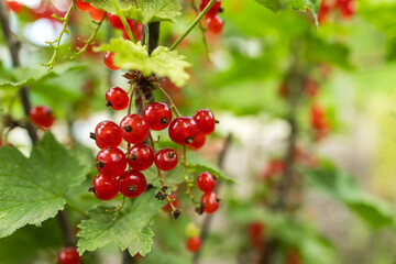 Red currant grows on a bush in garden. Ripe red currant close-up as background.