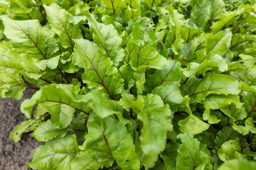 Young fresh beet leaves. Beetroot plants in a row from a close distance