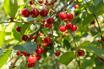 Branch of ripe cherries on a tree in a garden